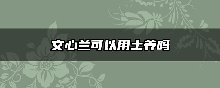 文心兰可以用土养吗