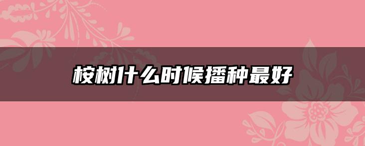 桉树什么时候播种最好