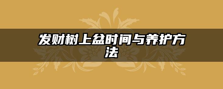 发财树上盆时间与养护方法
