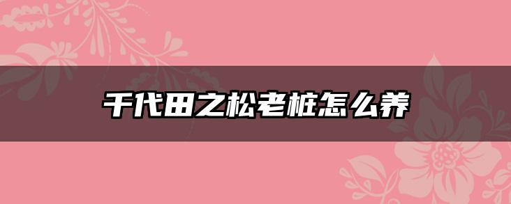 千代田之松老桩怎么养