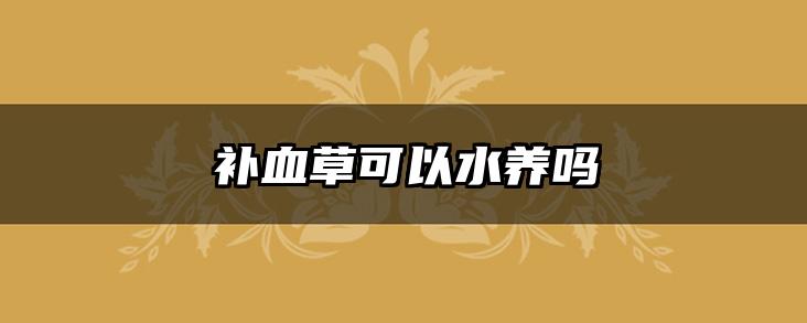 补血草可以水养吗