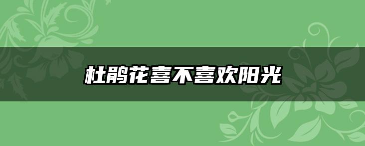 杜鹃花喜不喜欢阳光