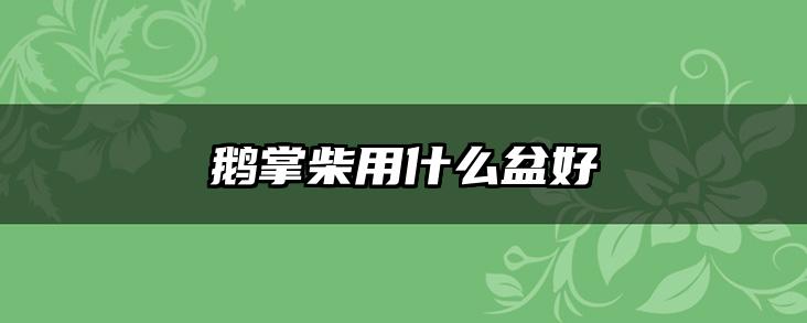 鹅掌柴用什么盆好