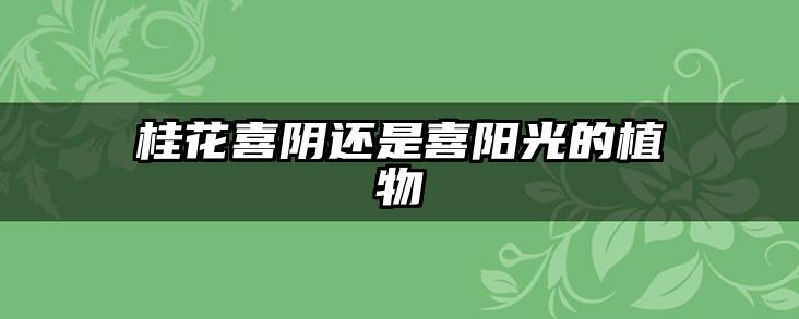桂花喜阴还是喜阳光的植物