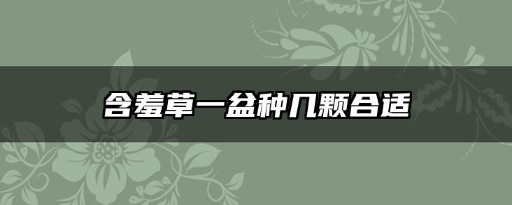 含羞草一盆种几颗合适