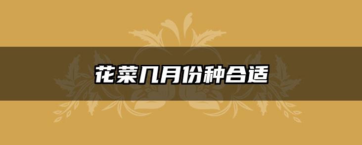 花菜几月份种合适