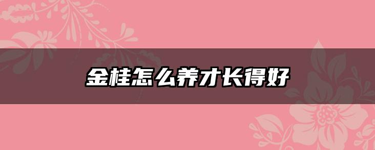 金桂怎么养才长得好