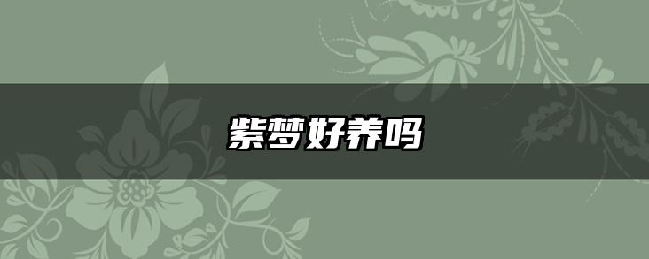 紫梦好养吗