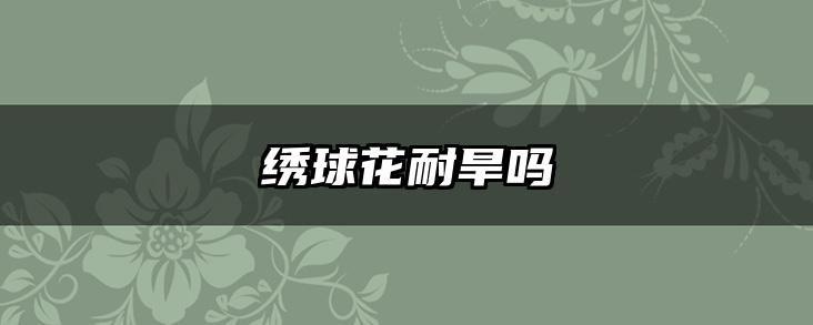 绣球花耐旱吗