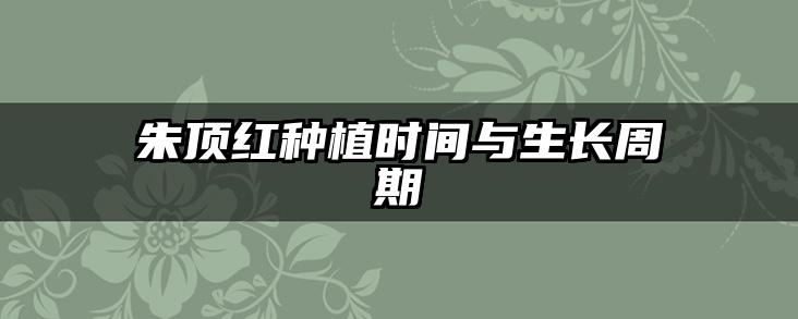 朱顶红种植时间与生长周期