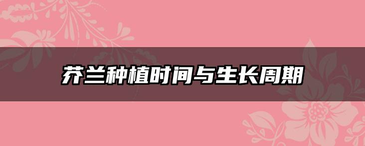 芥兰种植时间与生长周期