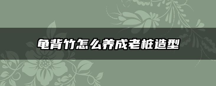 龟背竹怎么养成老桩造型