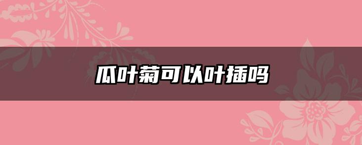 瓜叶菊可以叶插吗