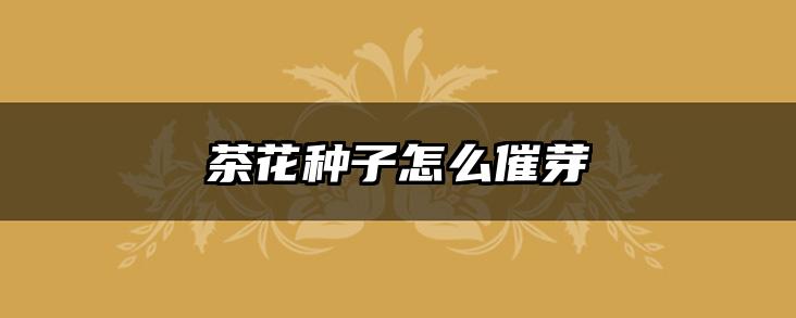 茶花种子怎么催芽