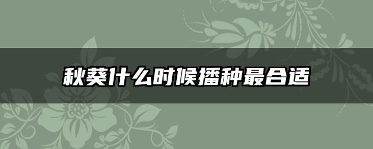 秋葵什么时候播种最合适