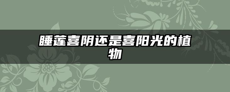 睡莲喜阴还是喜阳光的植物