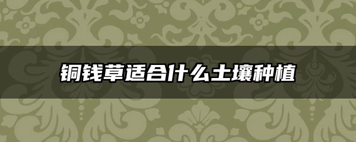 铜钱草适合什么土壤种植