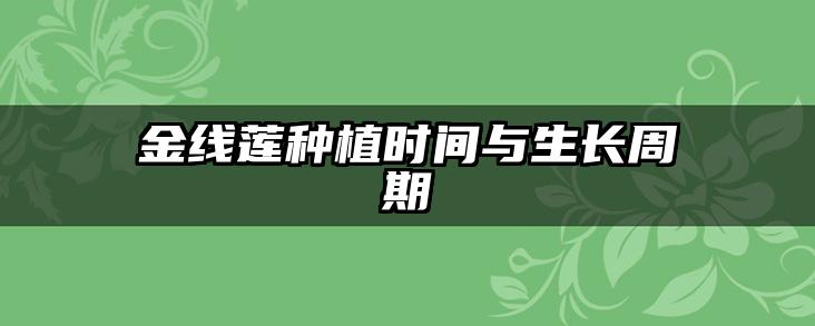 金线莲种植时间与生长周期