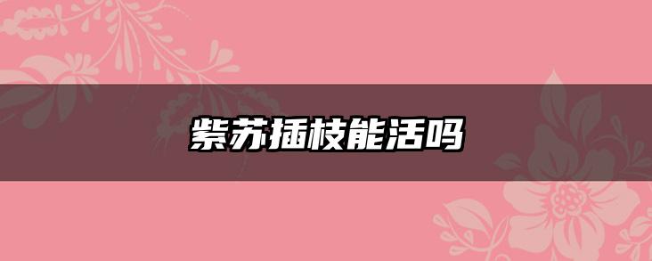 紫苏插枝能活吗