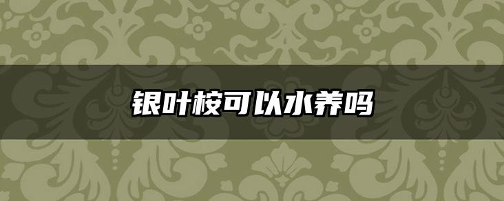 银叶桉可以水养吗