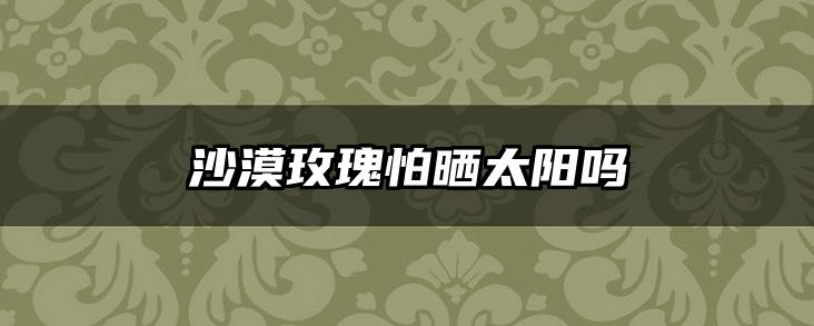 沙漠玫瑰怕晒太阳吗
