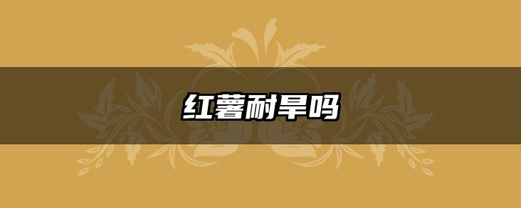 红薯耐旱吗