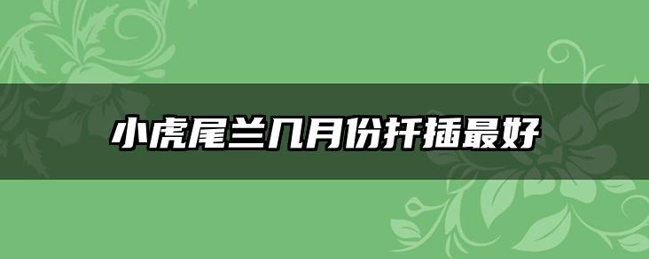 小虎尾兰几月份扦插最好