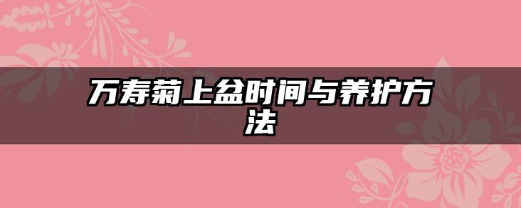 万寿菊上盆时间与养护方法