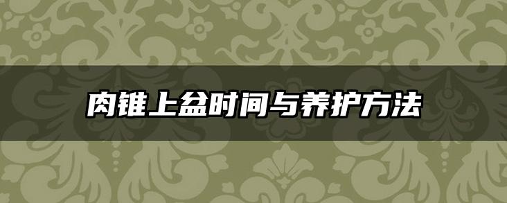 肉锥上盆时间与养护方法
