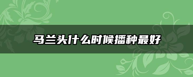 马兰头什么时候播种最好