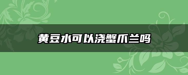 黄豆水可以浇蟹爪兰吗
