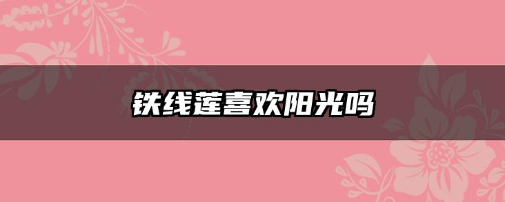 铁线莲喜欢阳光吗