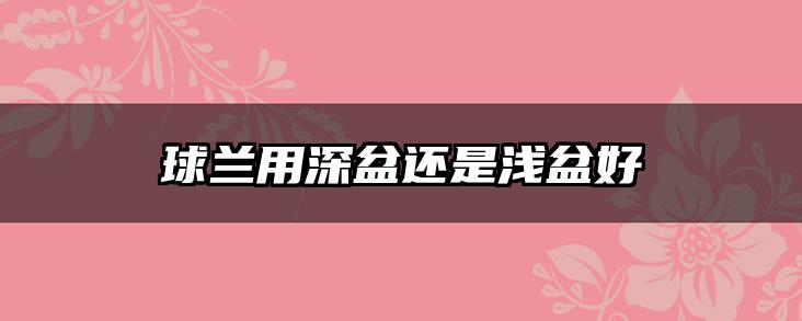 球兰用深盆还是浅盆好