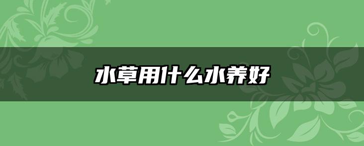 水草用什么水养好