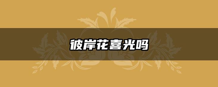 彼岸花喜光吗