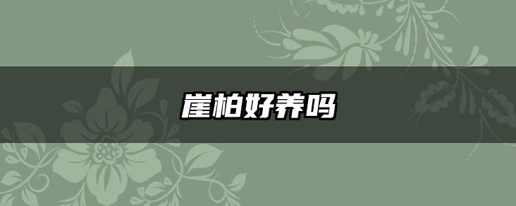 崖柏好养吗