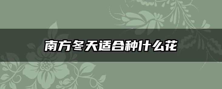 南方冬天适合种什么花