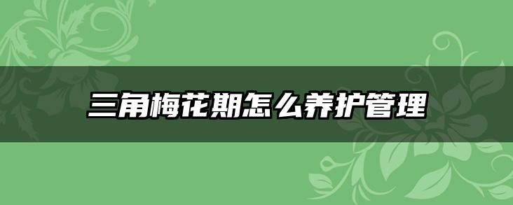 三角梅花期怎么养护管理