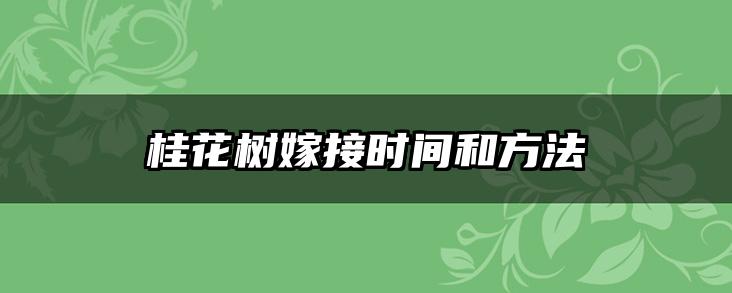 桂花树嫁接时间和方法
