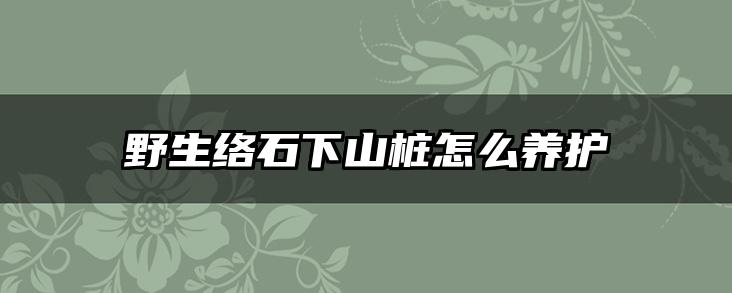 野生络石下山桩怎么养护