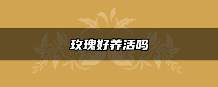 玫瑰好养活吗