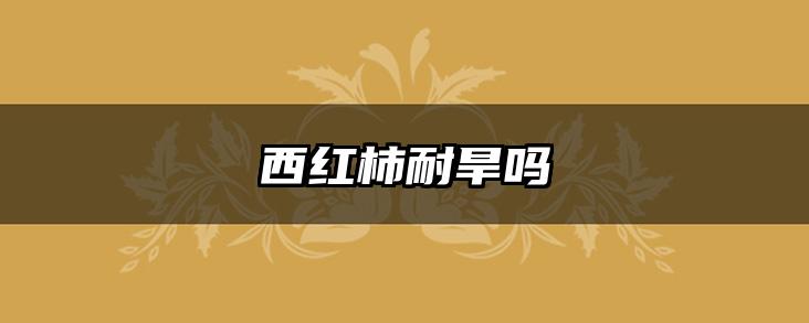 西红柿耐旱吗