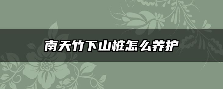 南天竹下山桩怎么养护