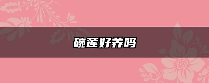 碗莲好养吗