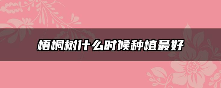 梧桐树什么时候种植最好