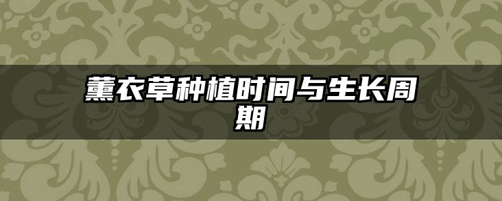 薰衣草种植时间与生长周期