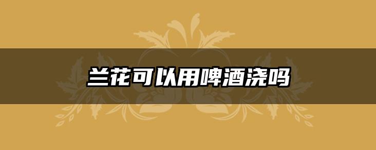 兰花可以用啤酒浇吗