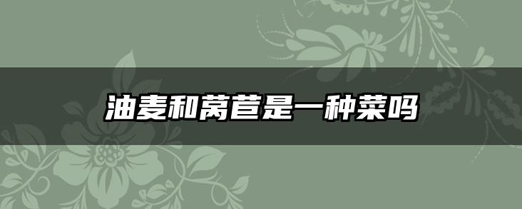 油麦和莴苣是一种菜吗