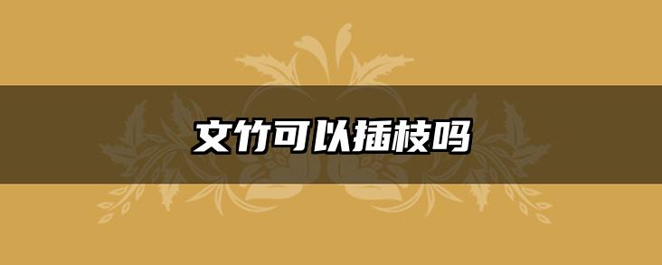 文竹可以插枝吗