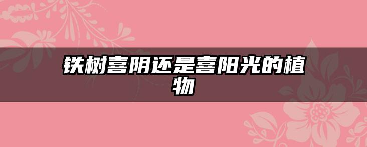 铁树喜阴还是喜阳光的植物
